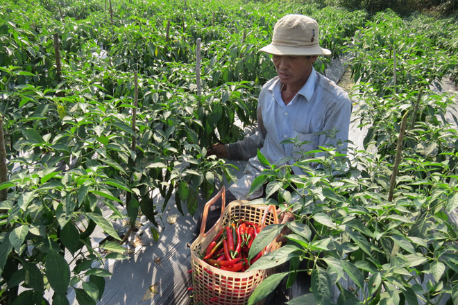 Tiền[-]Giang:[-]Giá[-]thấp,[-]nhiều[-]nông[-]dân[-]bỏ[-]ruộng[-]ớt[-]không[-]thu[-]hoạch